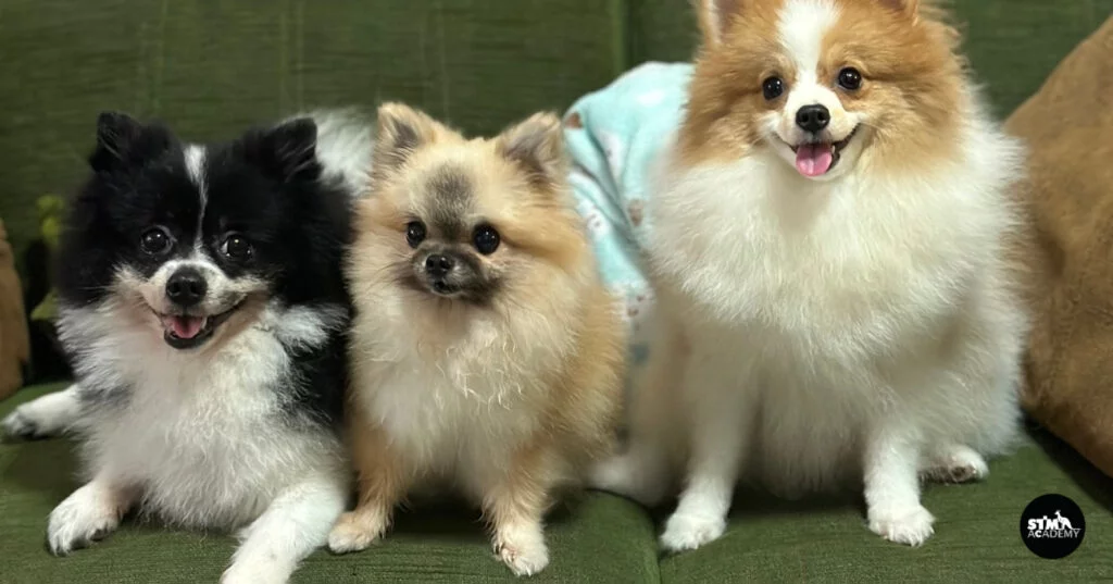 ถ่ายคลิปสัตว์เลี้ยง