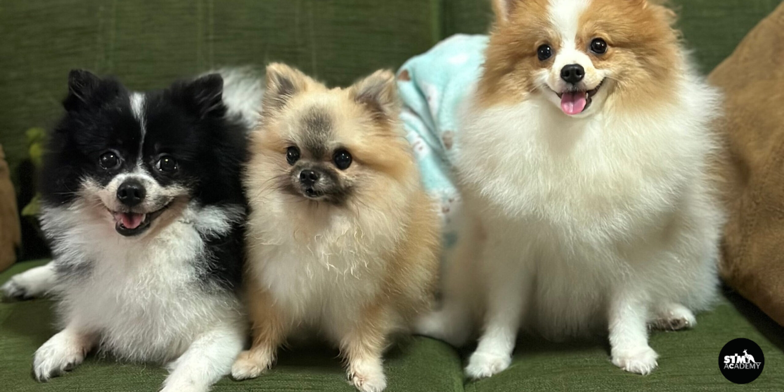 ถ่ายคลิปสัตว์เลี้ยง-Cover ถ่ายคลิปสัตว์เลี้ยง