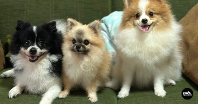 ถ่ายคลิปสัตว์เลี้ยง-Cover ถ่ายคลิปสัตว์เลี้ยง